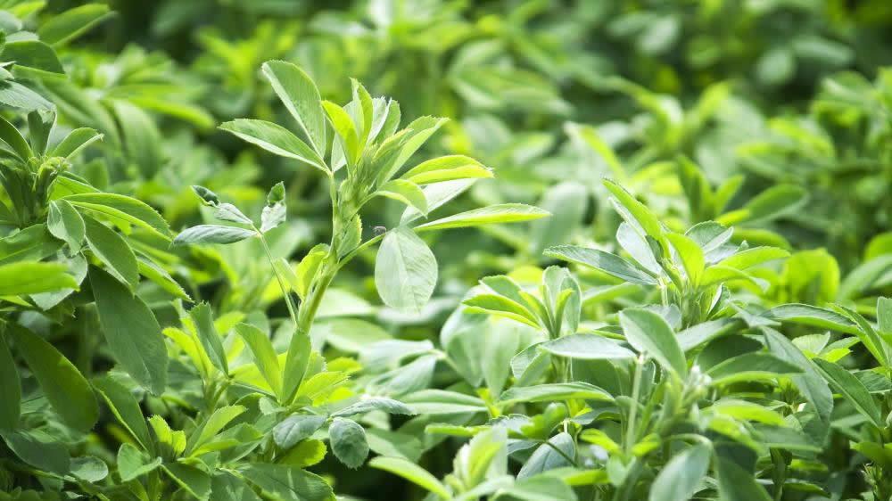 Siembras de alfalfa: chances hasta fines de mayo; para vicia, todo junio