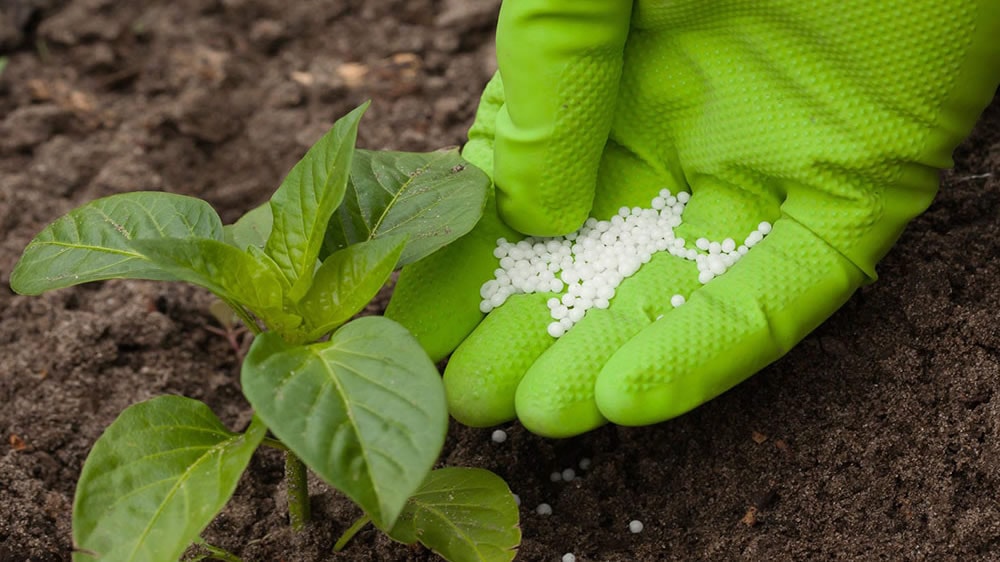 Los fertilizantes explican el 50% de la producción de alimentos