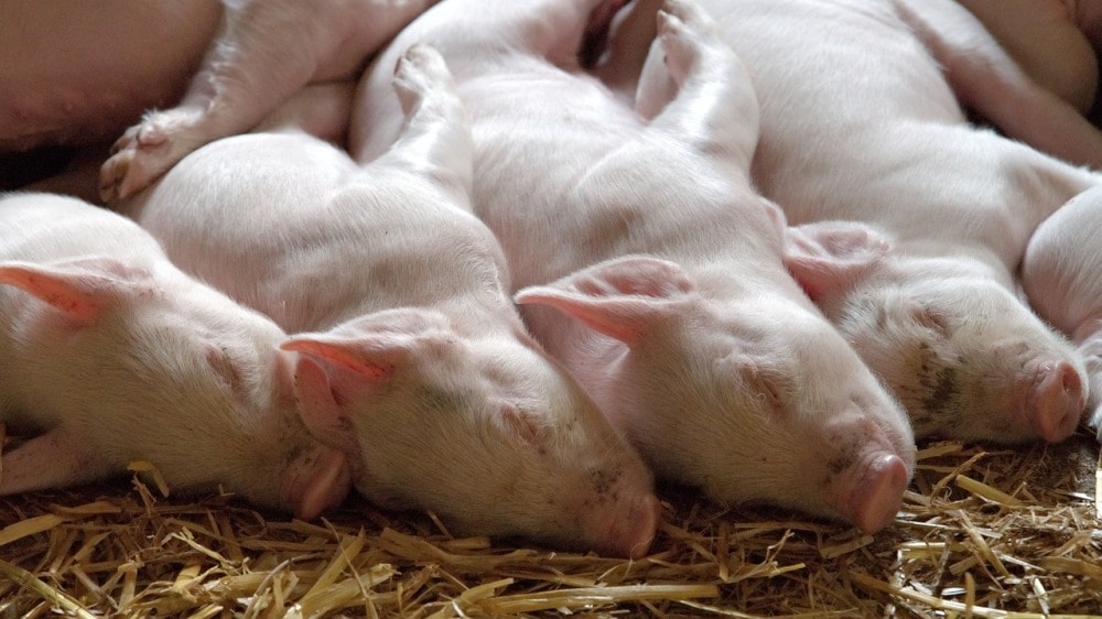 Para seguir creciendo, la producción porcina necesitaría inversiones por US$ 770 millones hasta 2022