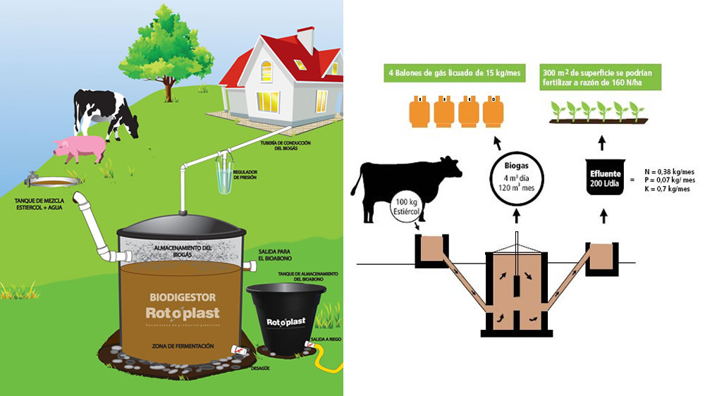 Cómo generan energía con estiércol de vaca