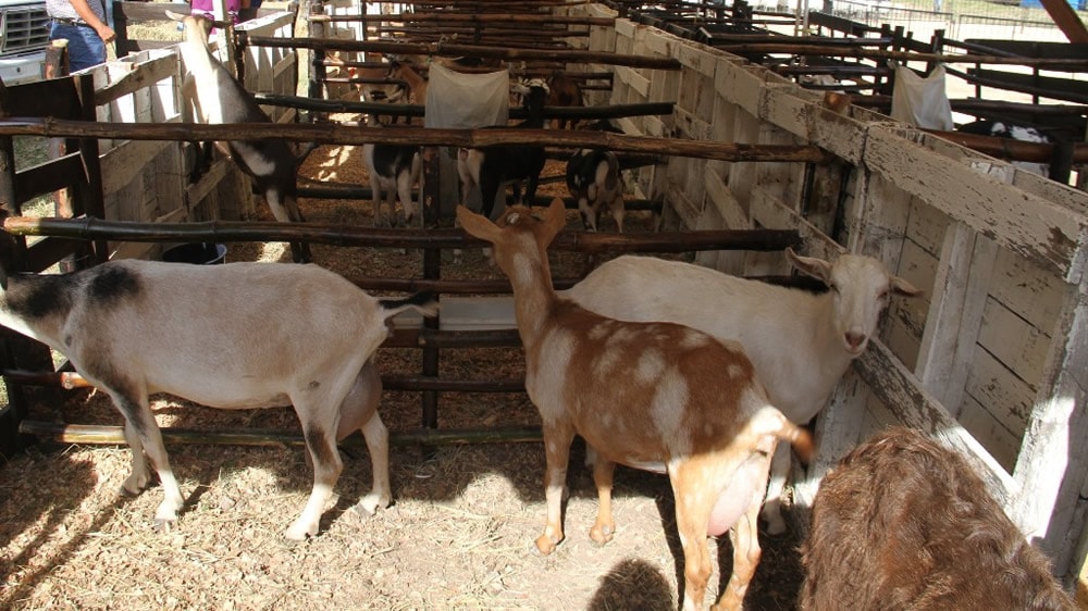 Técnicos y productores caprinos de Neuquén buscan alianzas en Sudáfrica