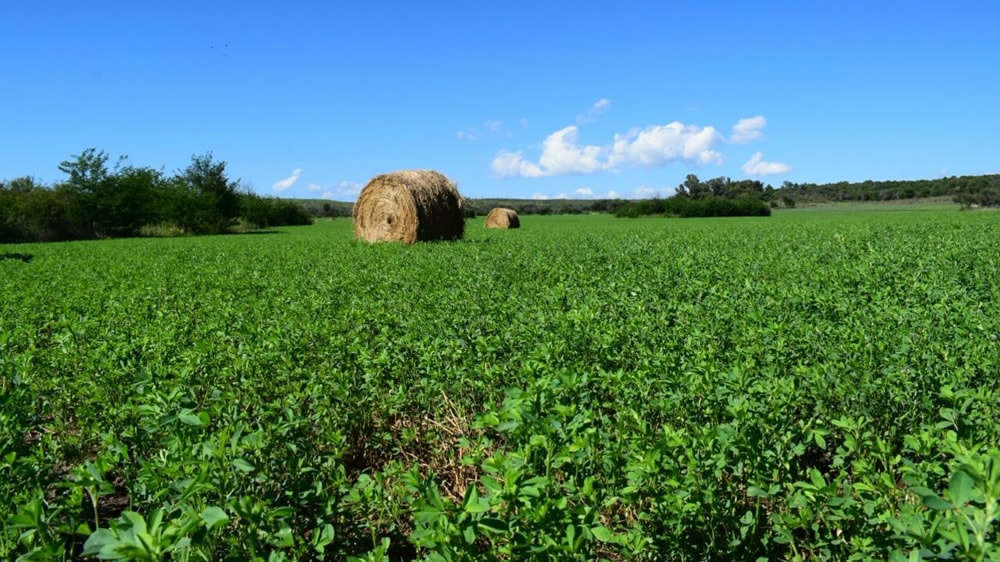 Buscando alfalfas más tolerantes al déficit hídrico