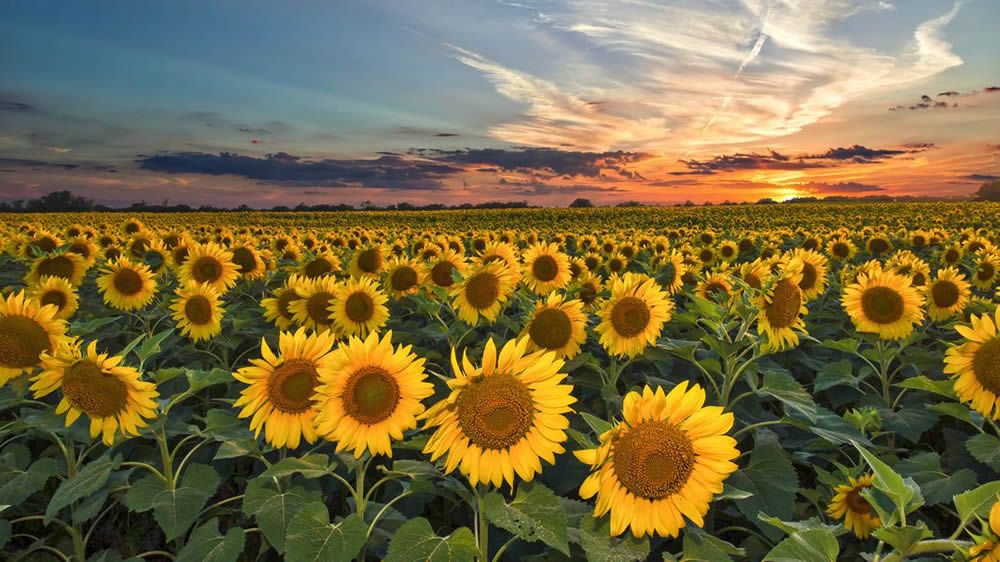 Se cosecharon 200 mil/ha girasoleras en la última semana