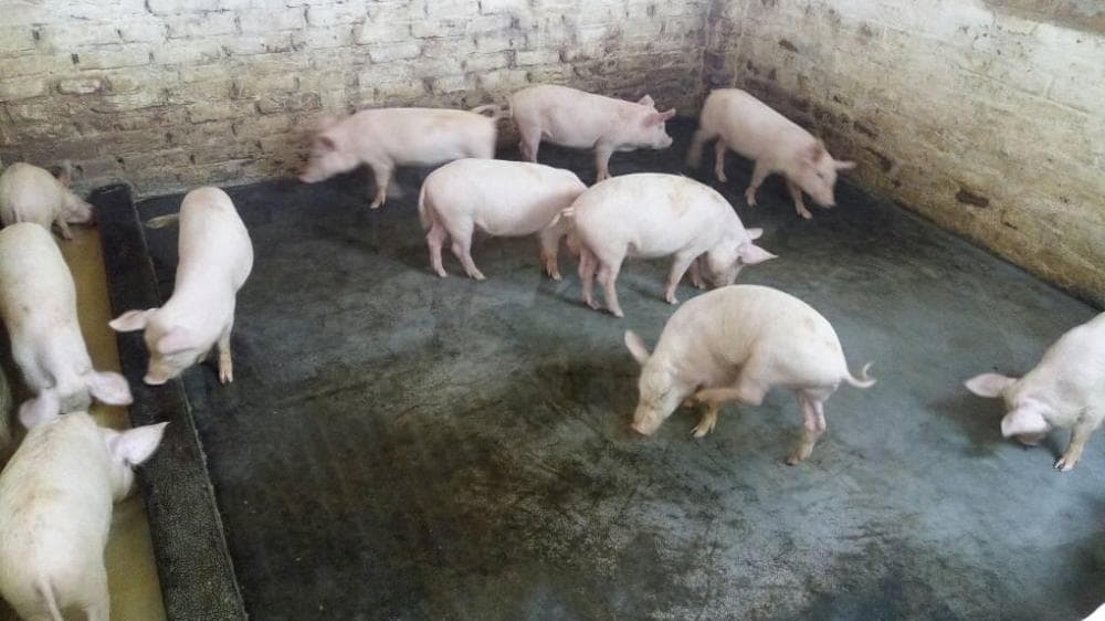HuB20: científicos chinos investigan las nuevas cepas de peste porcina africana
