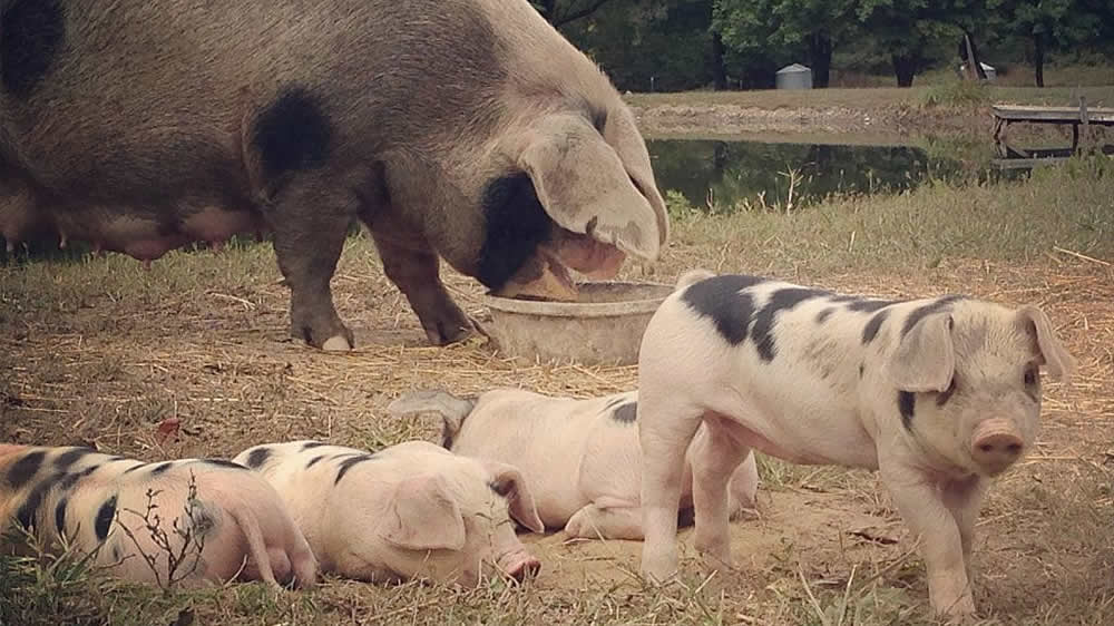 Detección de parasitosis en piaras porcinas