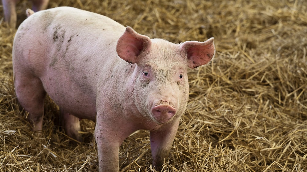 Carne porcina pagará IVA a cuenta