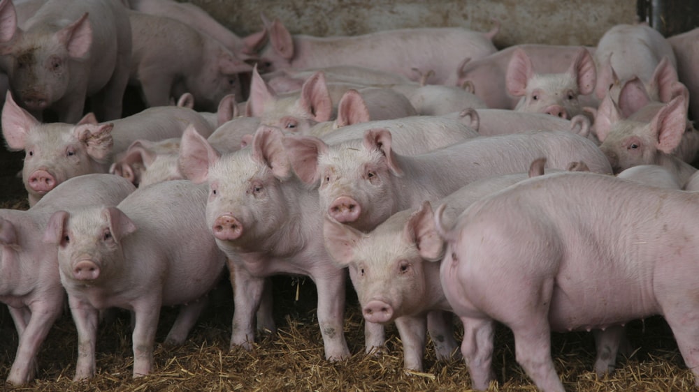 Porcinos: la situación del sistema agroalimentario argentino