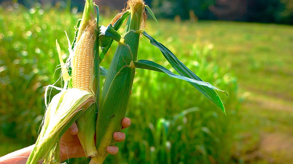 Una nueva revolución de las pampas, con modelos de producción más integrados