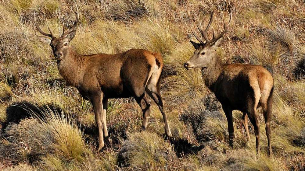 Jornada sobre normativa de Fauna Silvestre en la Provincia