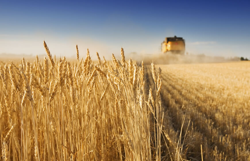 Por la sequía, las ventas anticipadas de soja, trigo y maíz cayeron a la mitad en la temporada 2022/2023