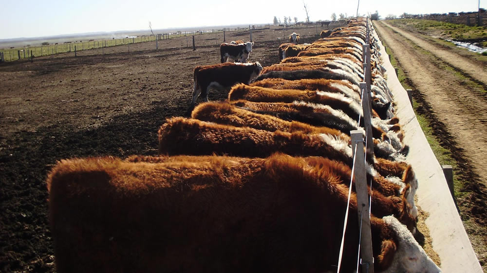 Engorde de novillos con grano de sorgo molido y sorgo entero húmedo