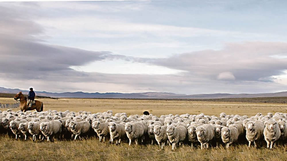 Ovejeros de BA se unen para sumar producción y promocionar el consumo de carne