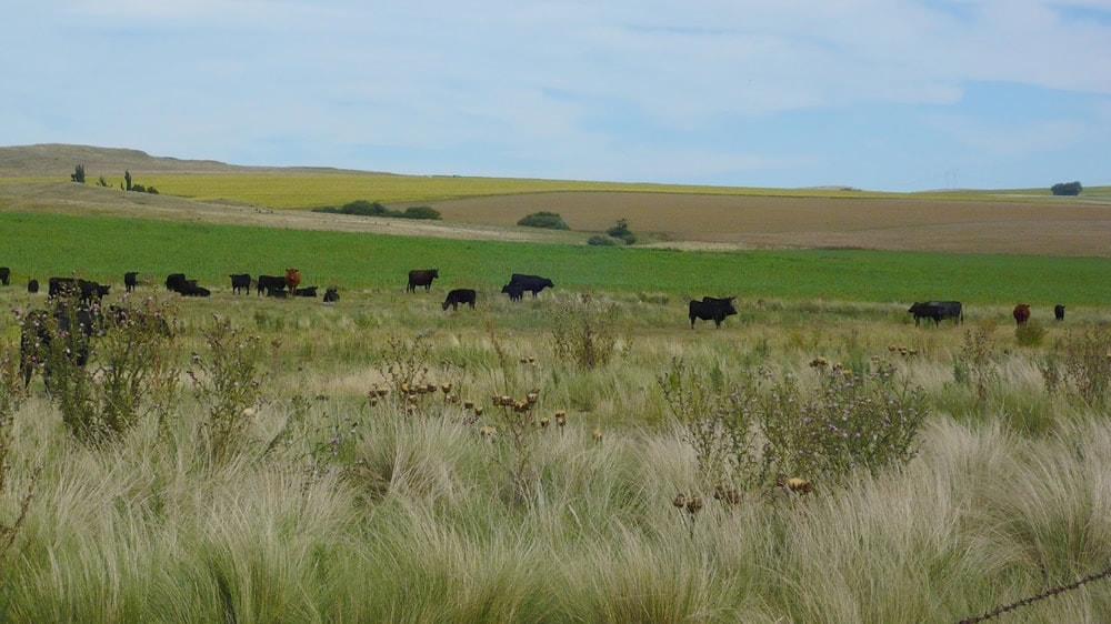 Australia producirá carne carbono neutral en 2030