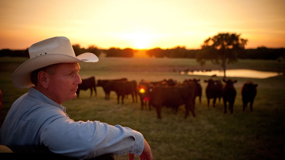 Asi es la ganadería bovina de Estados Unidos