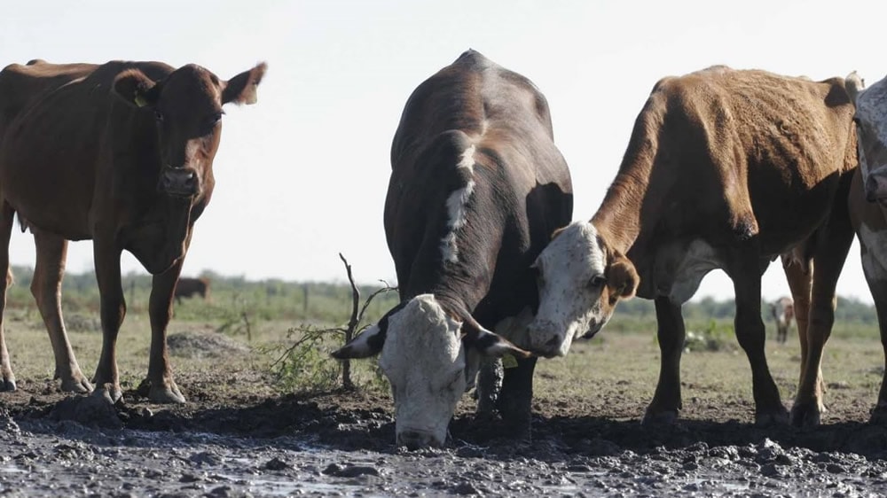 Por la sequía se perderían hasta un millón de cabezas de ganado