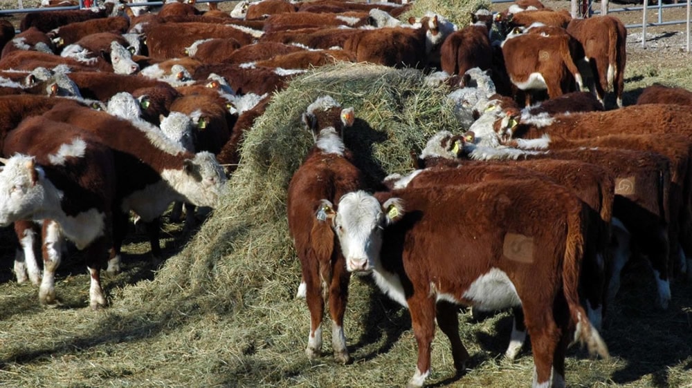 El INTA recomienda pasturas consociadas para la recría