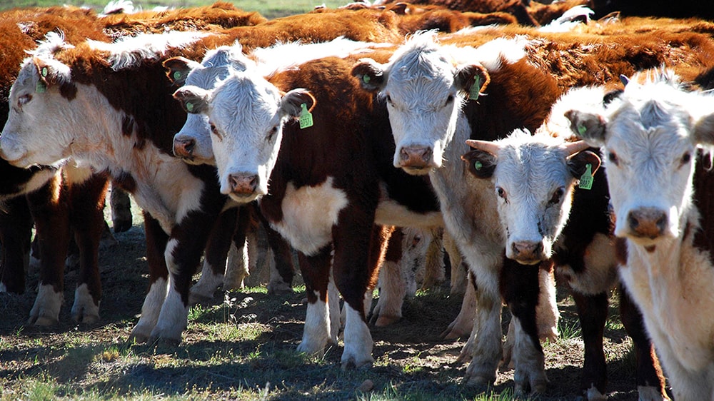 En 2018 el escenario más probable es una caída de la producción de carne argentina: “Vemos invernadas re-aceleradas”