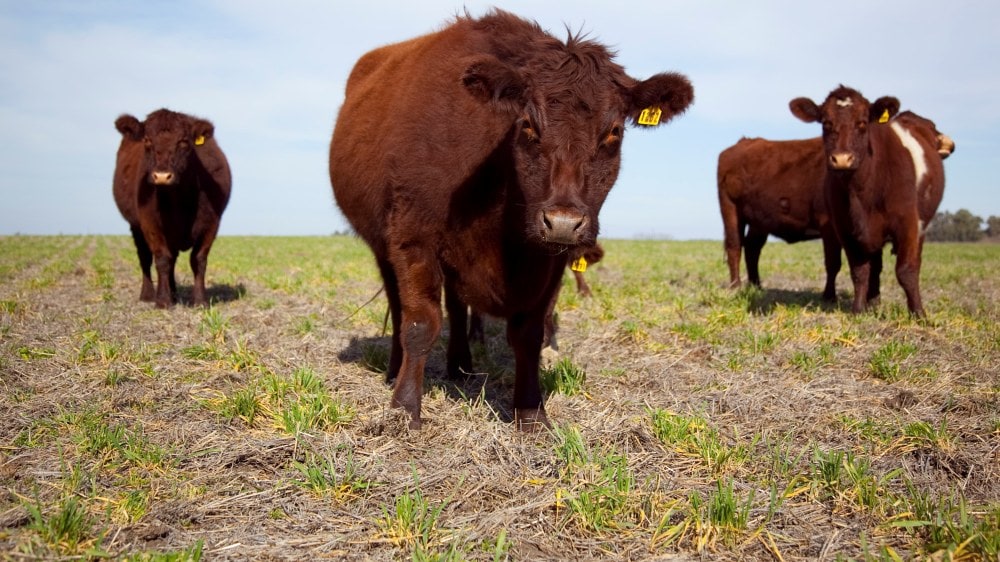 Egipto autorizó la importación de ganado argentino para reproducción