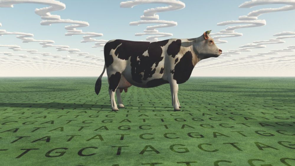 Un laboratorio argentino dice haber logrado editar bovinos para que produzcan mejor carne y clones que replican esa característica