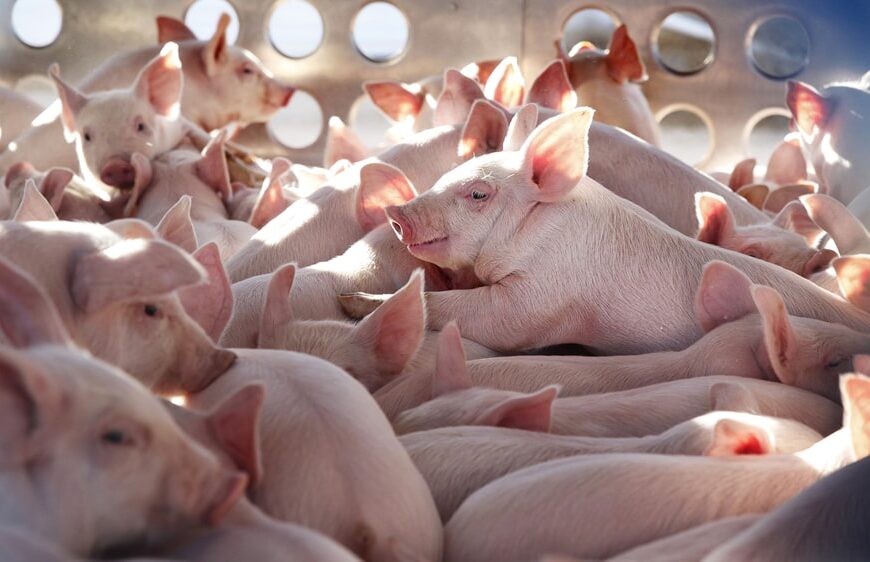 Argentina autorizó el ingreso de cerdos reproductores de Canadá