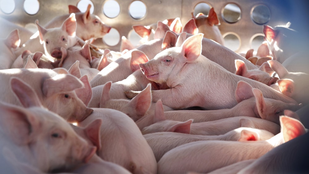 Vaca Narvaja se refirió a la instalación de granjas y exportación de cerdos a China: “Argentina tiene mucho potencial”