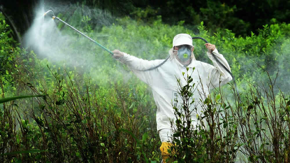 Hombre fumigando los cultivos