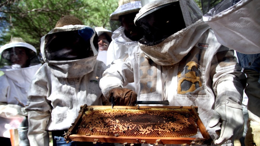En La Pampa hay 670 apicultores y generaron ingresos por u$s 25 millones