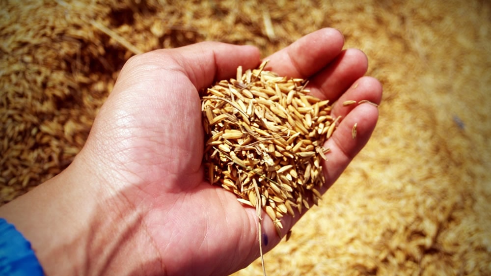 Brasil abrió sus puertas al trigo ruso y la Argentina suma un nuevo competidor comercial
