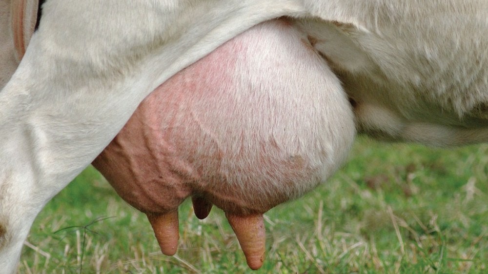 Metagenómica mejoraría control de mastitis en vacas