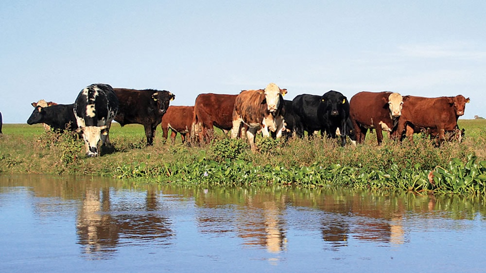 Novillo Mercosur: la devaluación y el clima cambiaron el escenario