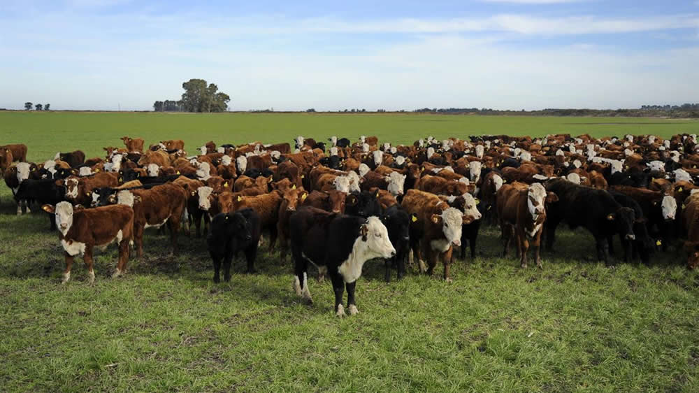 La Mesa de Carnes pidió rebajas impositivas para producir novillo pesado