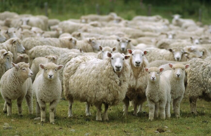 Creció un 16% la producción de carne ovina en la Provincia de Buenos Aires