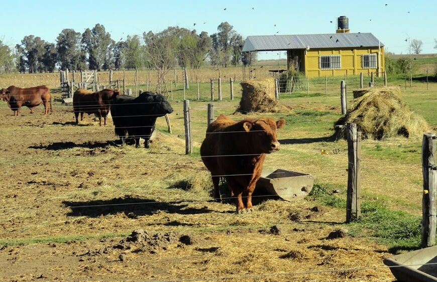 Argentina abre el mercado de semen, embriones y reproductores bovinos a Marruecos