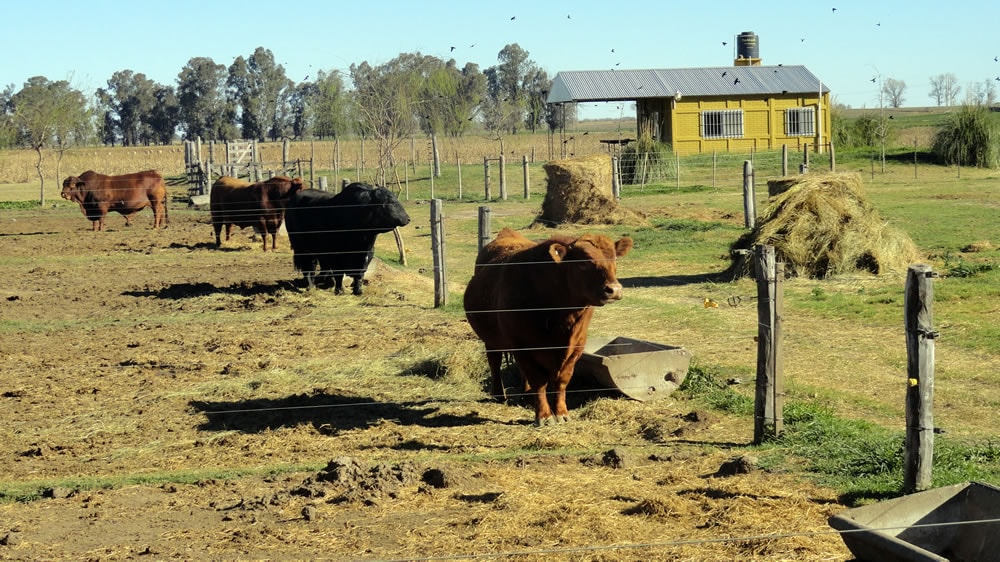 Argentina abre el mercado de semen, embriones y reproductores bovinos a Marruecos