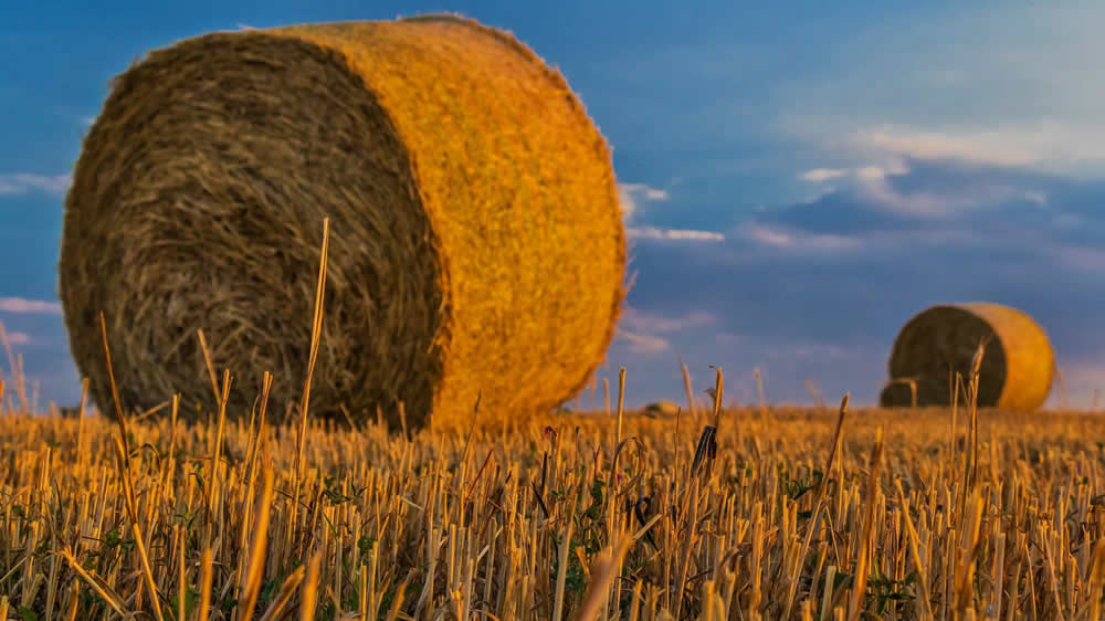 Los rollos seguirán ocupando un papel central en la oferta alfalfera argentina