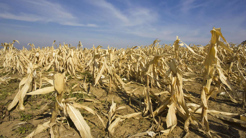 Sequía en campo de maíz