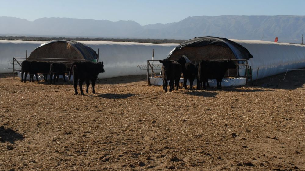 El maíz llegó a los 4000 $/tonelada: mala noticia para los empresarios agroindustriales que apostaron al valor agregado