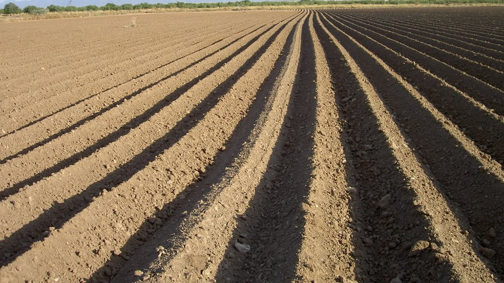 La falta de agua compromete la siembra de 100 mil hectáreas de trigo en la región núcleo