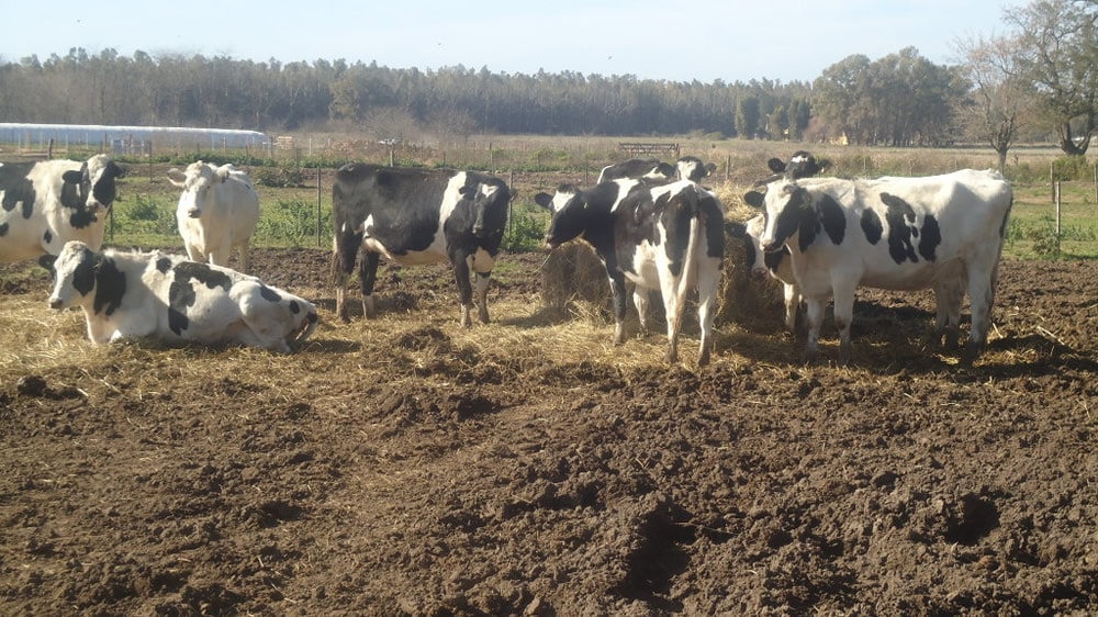 Recomendaciones para transformar el déficit de alimentos en los tambos en una oportunidad