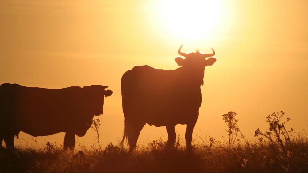 El 2017 se irá con otra “intensa ola de calor”