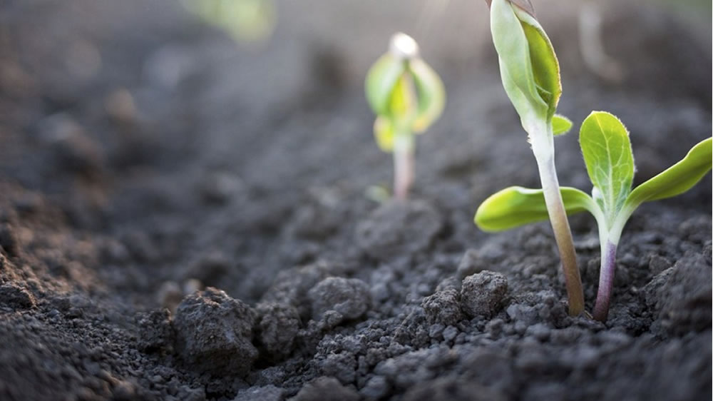 Argentina está entre los 10 países con mayor reserva de carbono en los suelos