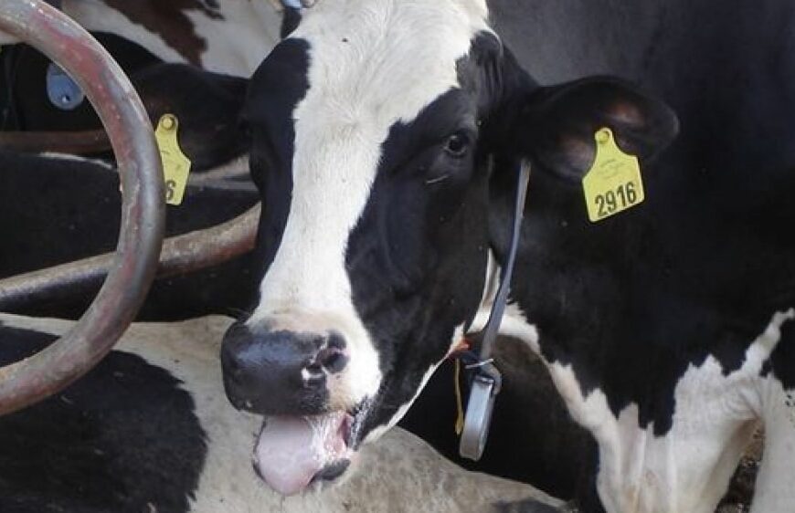 Estrés calórico en ganado lechero: Alternativas de manejo ambiental y nutricional