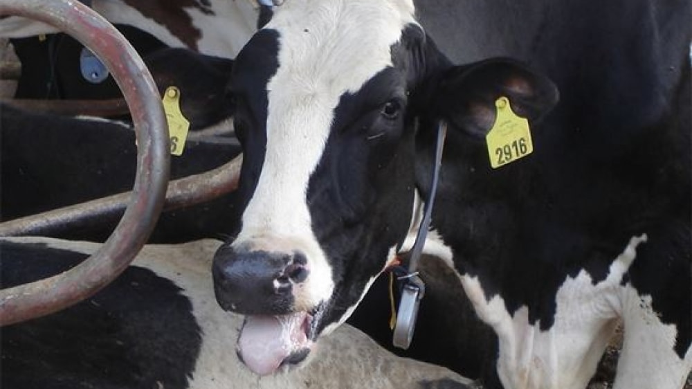 Estrés calórico en ganado lechero: Alternativas de manejo ambiental y nutricional