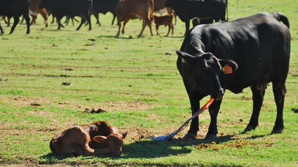 Neospora caninum: Estudio seroepidemiológico en bovinos de la provincia de La Pampa