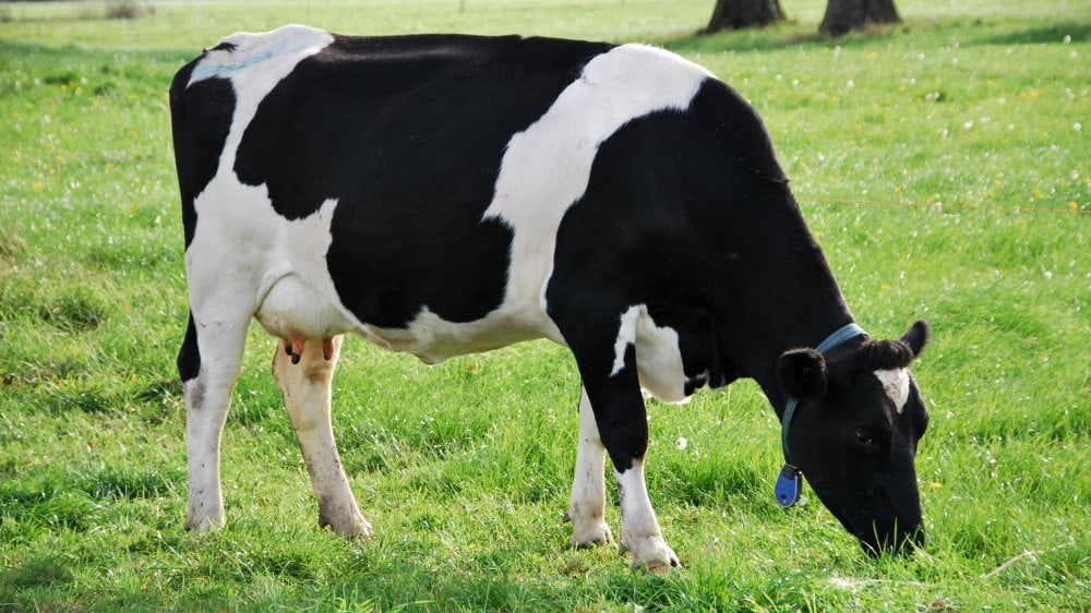 Comercialización de leche cruda en el punto de mira en España