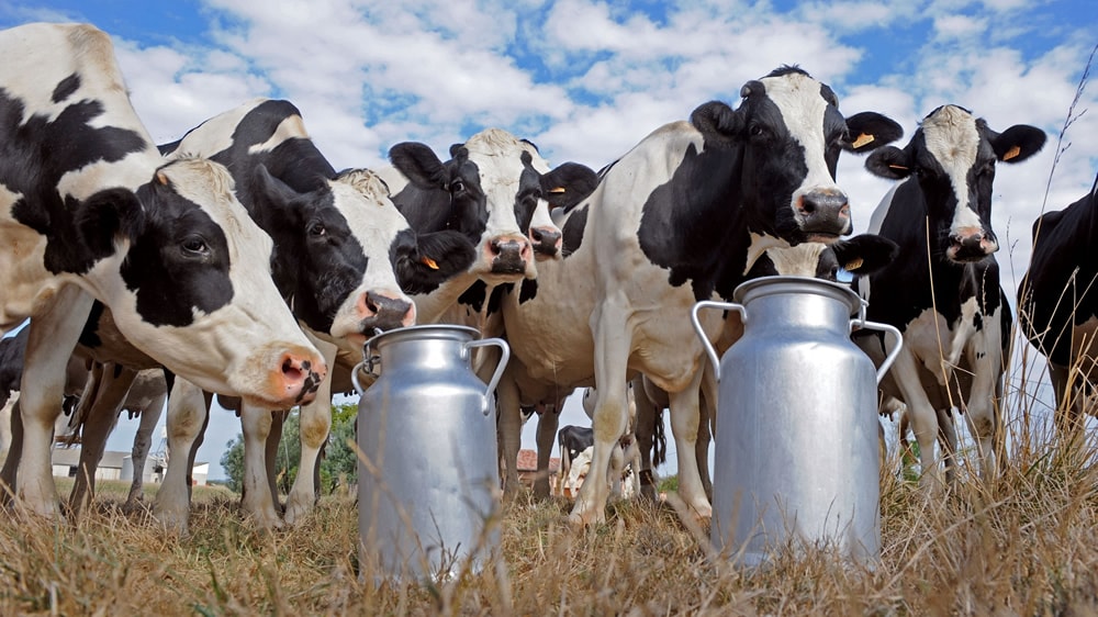 Argentina produce la misma cantidad de leche que hace 20 años