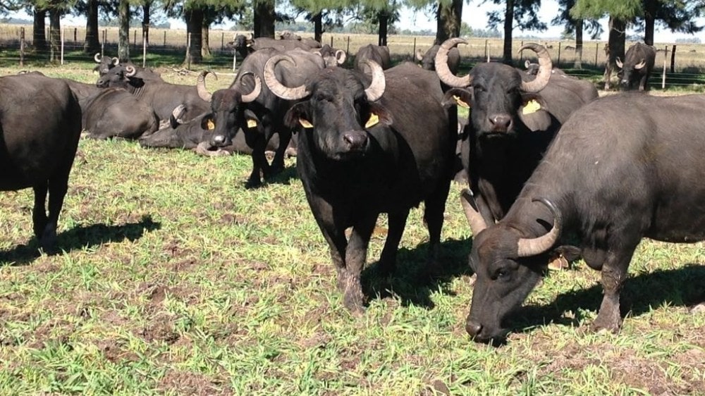 La crisis lechera como oportunidad: “Tenemos la ilusión de que en el futuro se pueda armar una cuenca de búfalas”