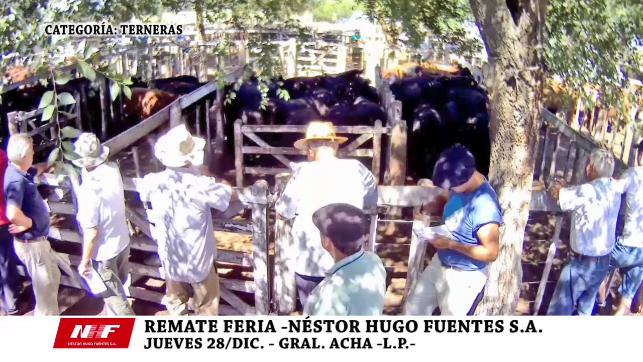 Remate Feria de Néstor Hugo Fuentes S.A. – Terneras