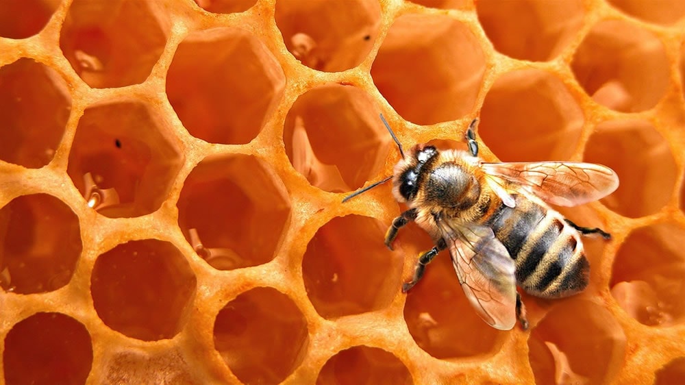 Las abejas argentinas producen mucho más que miel