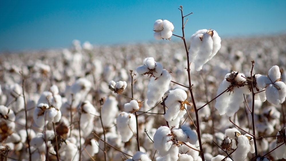 Se sembró la mayor superficie algodonera de la década con semillas fiscalizadas